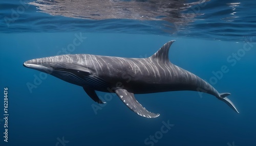 A Minke Whale Swimming Gracefully Underwater photo
