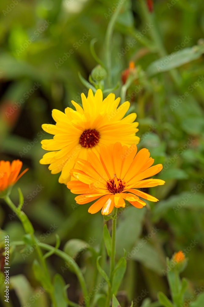 Clsoeup of Calendula officinalis, the pot marigold, common marigold, ruddles, Mary's gold or Scotch marigold, is a flowering plant in the daisy family Asteraceae. Clsoeup of Calendula officinalis, the pot marigold, common marigold, ruddles, Mary's gold or Scotch marigold, is a flowering plant in the daisy family Asteraceae.