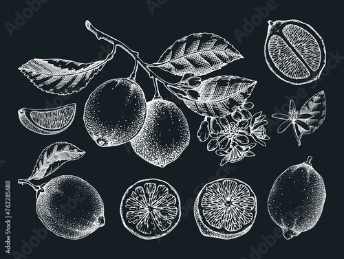 Lime fruit sketches set on chalkboard. Citrus tree branch, fruit, leaves and flowers. Hand-drawn vector illustration. Exotic plant drawing. Botanical design element. NOT AI-generated