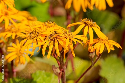 Closeup of Ligularia dentata, the summer ragwort or leopardplant, is a species of flowering plant in the genus Ligularia and the family Asteraceae, native to China and Japan. photo
