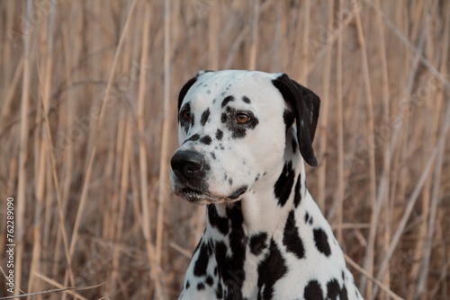 Portrait of a beautiful black and white dog 