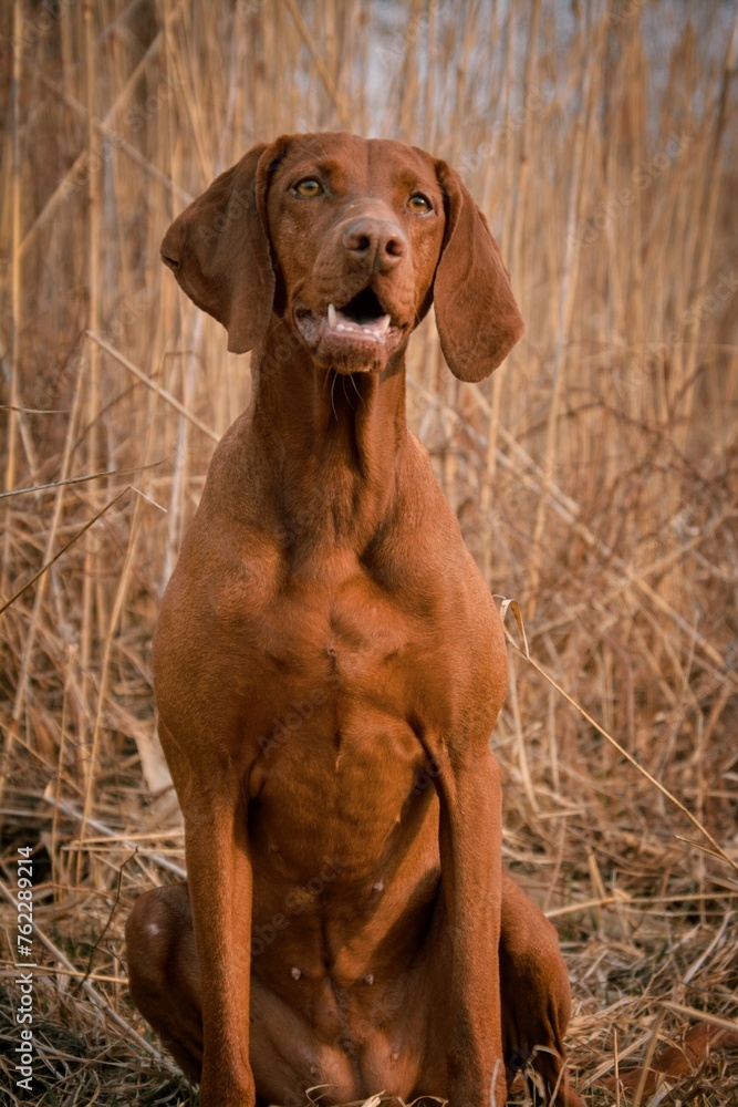 Portrait of a sitting Hungarian Vizsla dog Portrait of a sitting Hungarian Vizsla dog