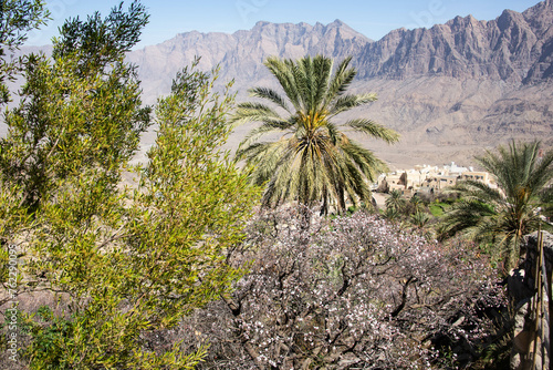 Apricot trees in blossom in the Western Hajar Mountains, Wakan, Oman photo