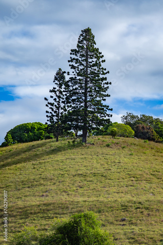 The tree on the hill