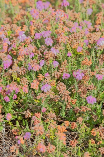 Closeup of erica tetralix  the cross-leaved heath  is a species of flowering plant in the family Ericaceae  native to western Europe. 