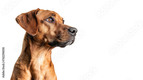 Cute  happy dog headshot smiling on a bright  PNG file of isolated cutout object on transparent background.