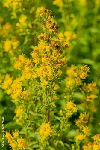 Closeup of Goldenrod (solidago cutleri), also known as Cutler´s goldenrod, is a clump-forming perennial wildflower. 