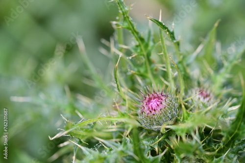 Capture the delicate beauty of Cirsium ferum, a captivating wildflower with purple blooms, in stunning close-up shots with a shallow depth of field.