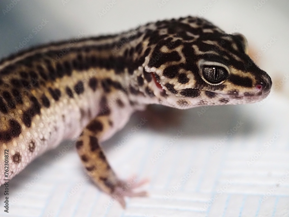 Obraz premium BLACK NIGHT LEOPARD GECKO ON WHITE BACKGROUND