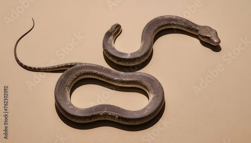 A Snake With Its Body Forming The Shape Of A Quest