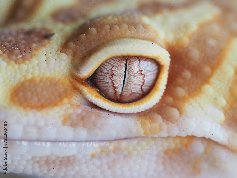 Fototapeta premium ALBINO LEOPARD GECKO GLOW MADNESS EYE CLOSEUP MACRO SHOT