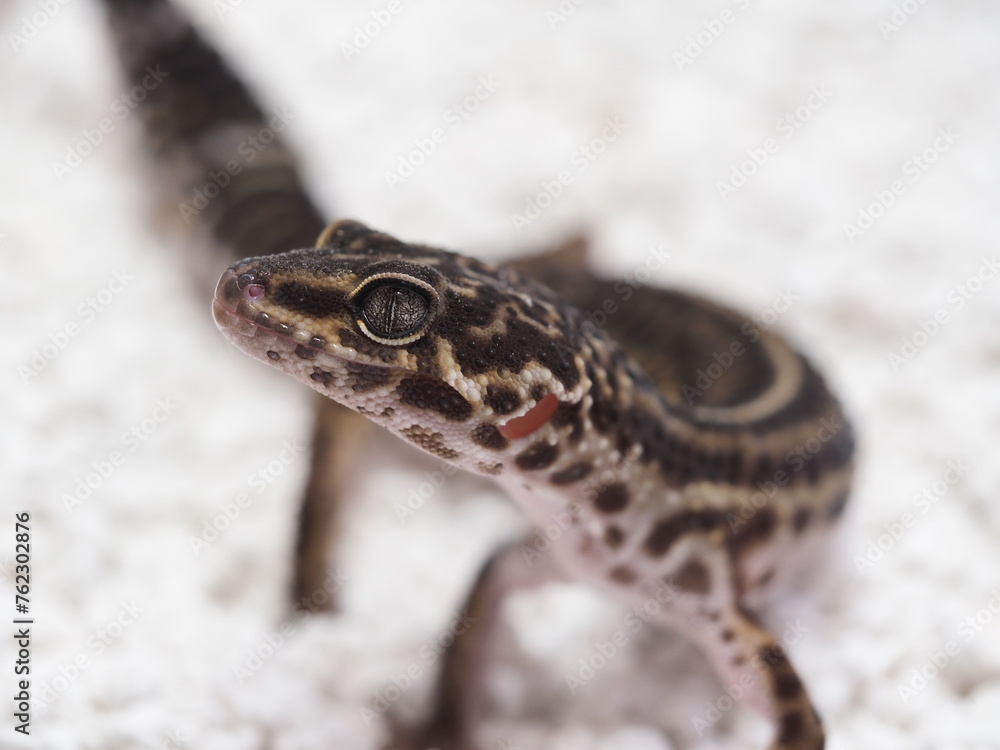 Naklejka premium BLACK NIGHT LEOPARD GECKO LOOKING AT CAMERA