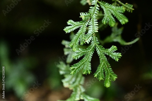 After a rainy afternoon in Yangmingshan, the rooting clubmoss leaves shine brightly, washed by the rain. The blurred black background enhances their green color.