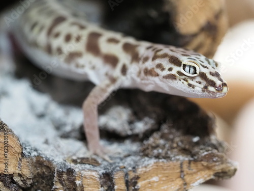 BANDED GECKO ON NATURAL BACKGROUND LOOKING AT CAMERA