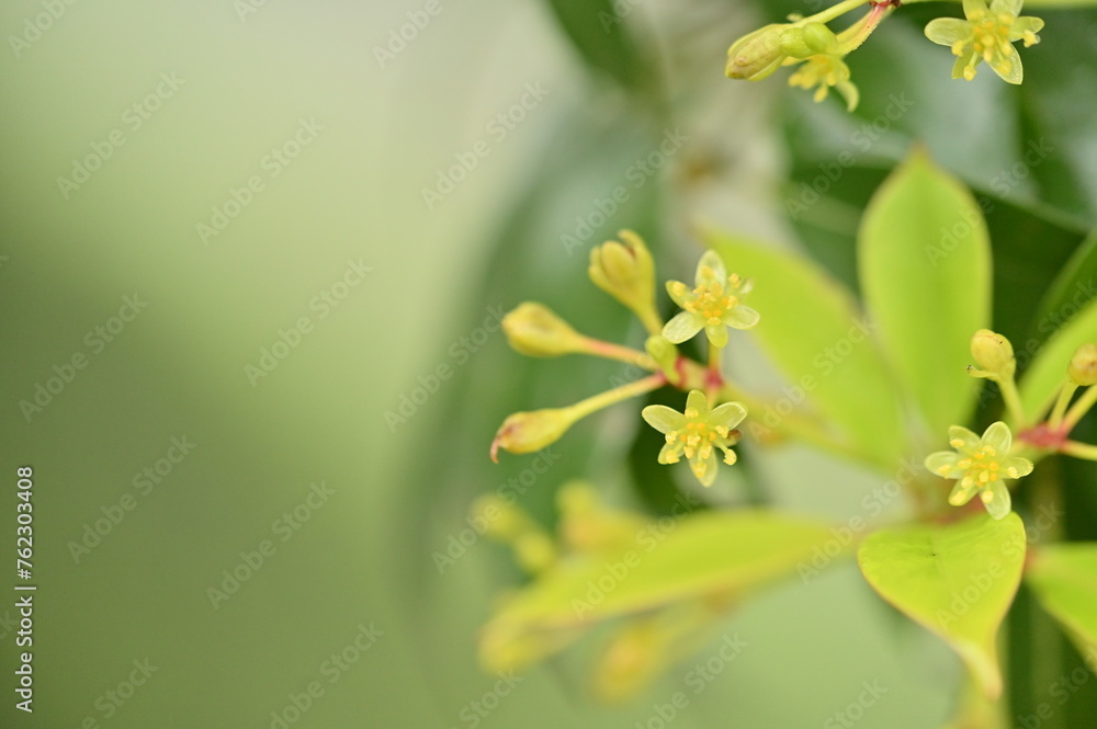 A close-up of Thinleaf Machilus flowers on a rainy afternoon in early spring, exuding a warm yellow-green glow, evoking a sense of tranquility and peace. A close-up of Thinleaf Machilus flowers on a rainy afternoon in early spring, exuding a warm yellow-green glow, evoking a sense of tranquility and peace.