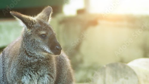 Parma wallaby (Macropus parma)