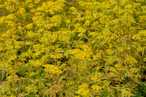 Closeup of flowers of Patrinia heterophylis. Native to Mongolia and China. photo