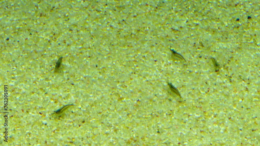 Caridea, commonly known as caridean shrimp Caridea, commonly known as caridean shrimp