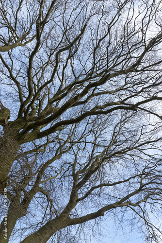 Oak trees in winter at Simpelveld Zuid Limburg Netherlands.