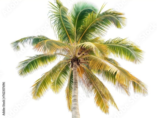 A vivid green and yellow palm tree isolated against a clear white background  symbolizing tropical climate and travel.