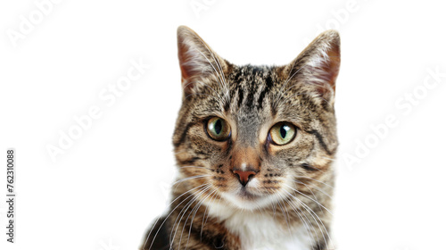 Cute funny cat. PNG file of isolated cutout object on transparent background.