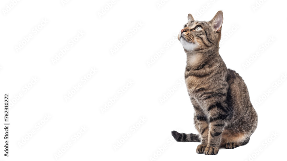 Fototapeta premium Cute funny cat. PNG file of isolated cutout object on transparent background.