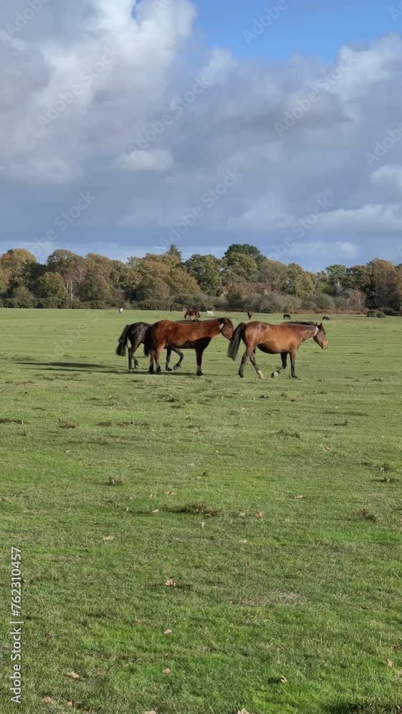 The scenic view of New Forest Ponies roam freely in the National Park, Hampshire, England. The New Forest is one of the largest remaining tracts of unenclosed pasture land, heathland and forest. The scenic view of New Forest Ponies roam freely in the National Park, Hampshire, England. The New Forest is one of the largest remaining tracts of unenclosed pasture land, heathland and forest.