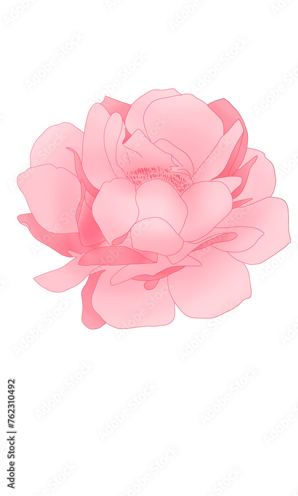 Pink rose drawing 