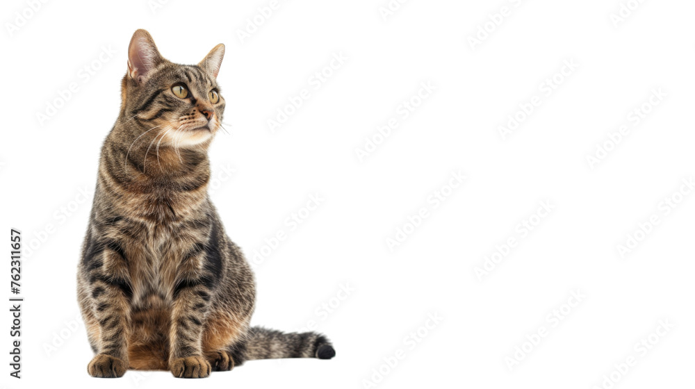 Fototapeta premium Cute funny cat. PNG file of isolated cutout object on transparent background.