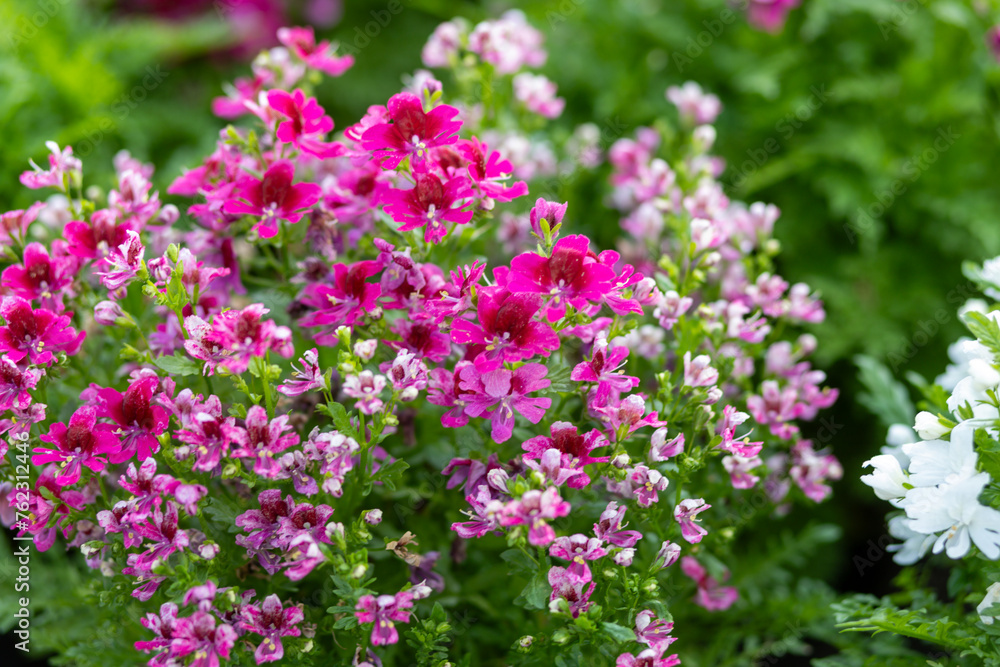 Pink-white flowers Schizanthus Atlantis are flowers that like lots of sunlight. Beautiful appearance and beautiful patterns attract people's eyes.