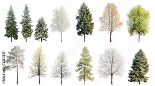 Variety of Trees in Different Seasonal States