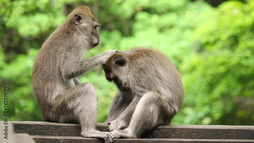 monkeys looking for fleas, macaques, care photo