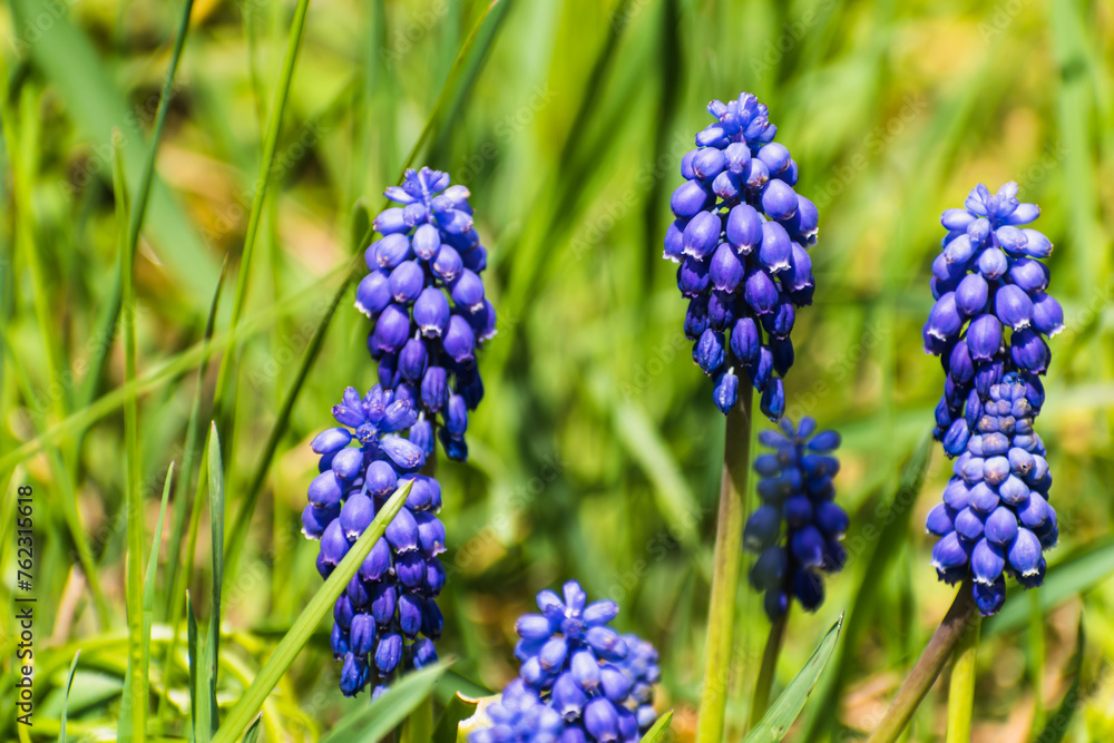 Viper bow, mouse hyacinth or grape hyacinth blue and purple in a garden at springtime, muscari armeniacum Viper bow, mouse hyacinth or grape hyacinth blue and purple in a garden at springtime, muscari armeniacum
