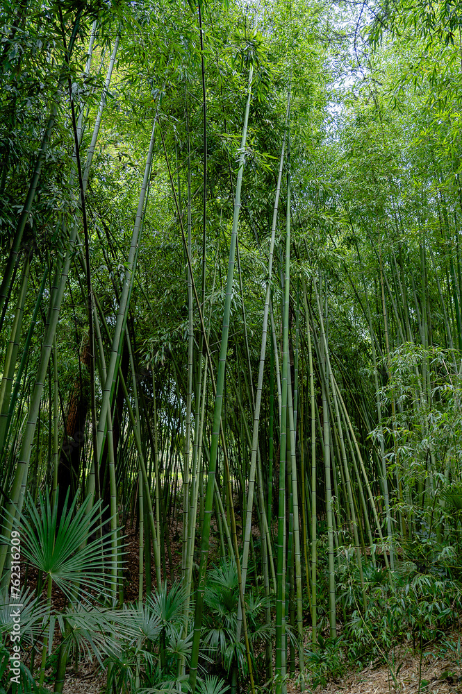 A lush green forest with tall bamboo trees A lush green forest with tall bamboo trees