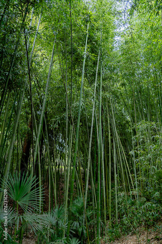 A lush green forest with tall bamboo trees