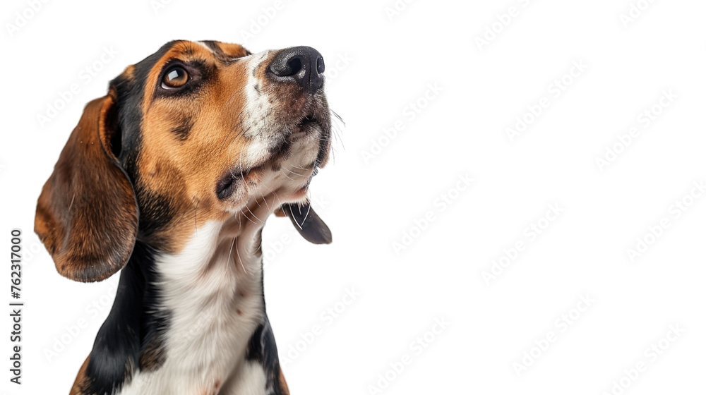 Cute, happy dog headshot smiling on a bright, PNG file of isolated cutout object on transparent background.
