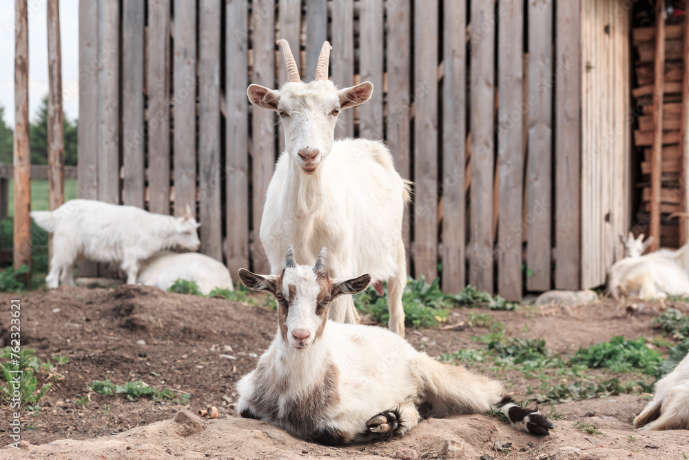 Wooden buildings, goats close-up, animals, no people, cattle breeding, farming. Wooden buildings, goats close-up, animals, no people, cattle breeding, farming.