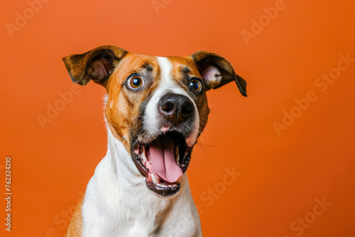 Dog looking surprised, reacting amazed, impressed or scared over solid orange background photo