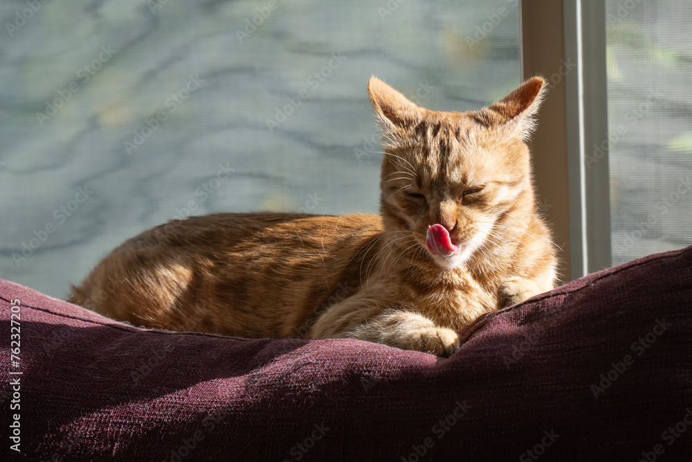 A Cat Licking its Lips in the Sunlight