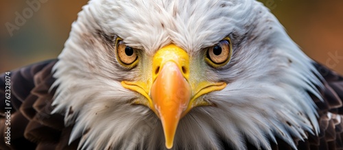 A majestic Bald Eagle with a yellow beak from the Accipitridae family is gazing directly at the camera, showcasing its impressive feathered wings and fierce appearance as a bird of prey