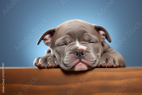 Image of cute american bully dog lying on sleeping cushion. Pet. Animals. Illustration. Generative AI. photo