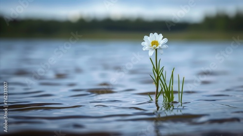Solitary daisy thriving amidst tranquil water