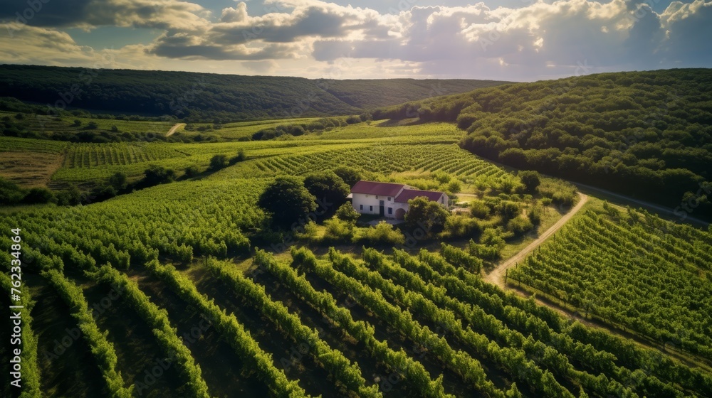 Idyllic vineyard landscape aerial view of grapevines, villa, and rolling hills on a sunny day