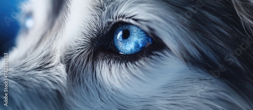 Macro photography of a carnivores electric blue eye, showcasing the intricate details of eyelashes, iris, and whiskers on a working dog breeds fur
