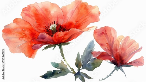 Elegant watercolor composition with large flowers , painted in warm shades of orange and red, with green leaves Concept: art and nature, in botanical books and textbooks, flora and plant growing.