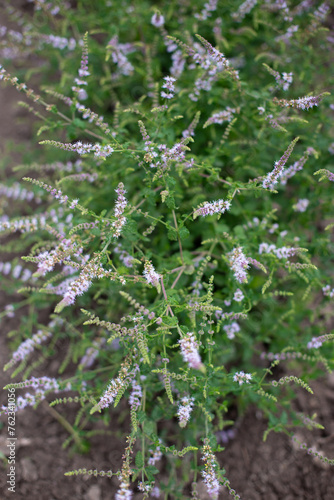 Strawberry mint bush with fine small green leaves in the garden, aromatic fresh organic mint with with purple flowers outdoors. Mentha spicata Almira.