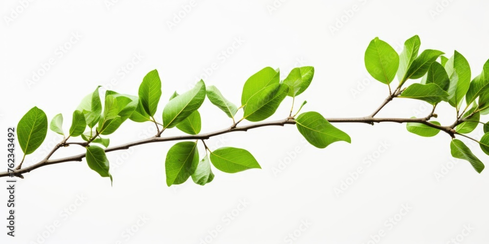 Branch with green leaves against a white sky, suitable for nature concepts