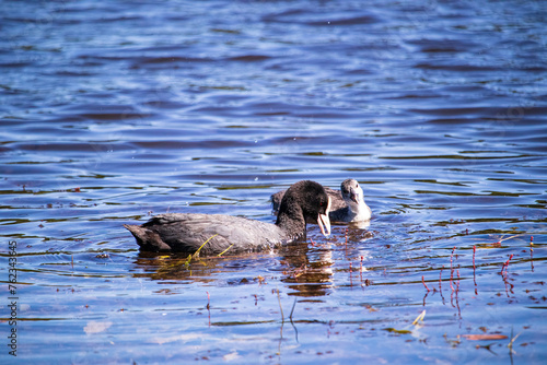 Blässhuhn (Fulica atra) mit Nachwuchs im Deixlfurter See, Bayern, Deutschland photo