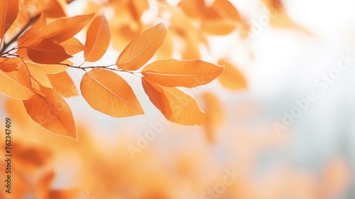 Detailed view of a leafy tree with orange leaves. Suitable for nature and autumn-themed projects photo