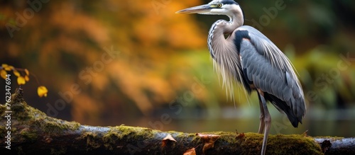 A majestic Great Heron with long beak and elegant wings is perched on a tree branch overlooking a tranquil body of water in a natural landscape